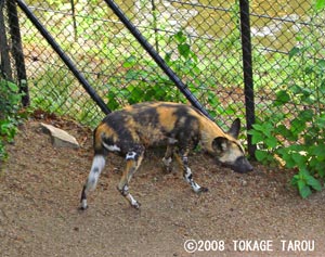African Wild Dogs