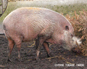 Bearded Pig, London Zoo