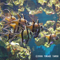 Ganggai Cardinal Fish, London Zoo