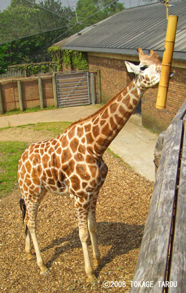 Giraffe, London Zoo