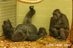 Western Lowland Gorilla, London Zoo