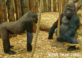 Western Lowland Gorilla, London Zoo