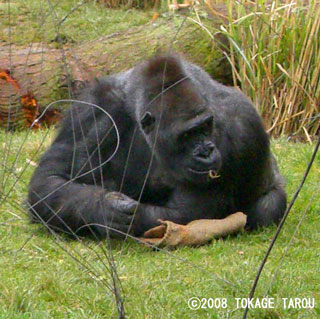 Western Lowland Gorilla, London Zoo