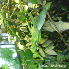 Jungle Nymph, London Zoo