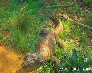 Komodo Dragon, London Zoo