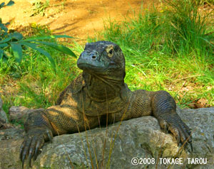Komodo Dragon, London Zoo