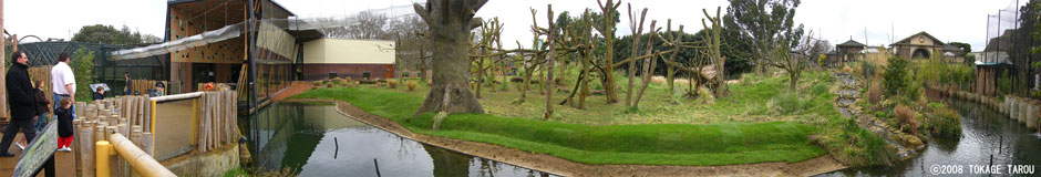 Gorilla Kingdom, London Zoo