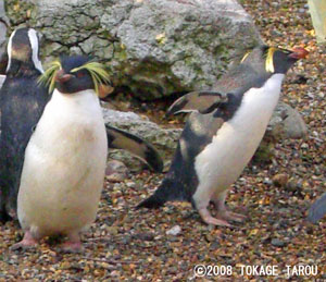 Southern Rockhopper Penguin, London Zoo