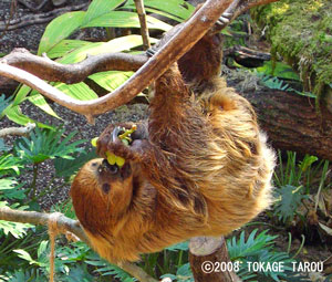Tow-toed Sloth, London Zoo