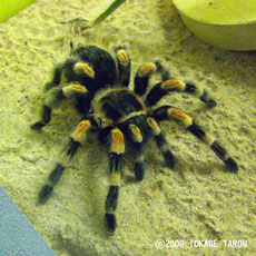 Red-knee Spieder, London Zoo