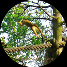 Squirrel monkey, London Zoo