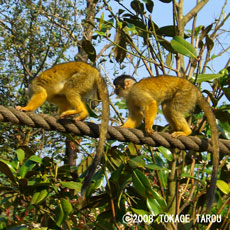 Squirrel monkey, London Zoo