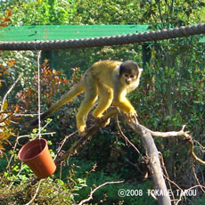 Squirrel monkey, London Zoo