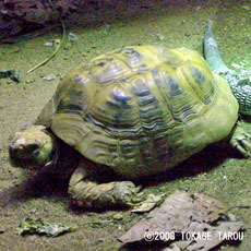 Mediterranean Spur-thighed Tortoise, London Zoo