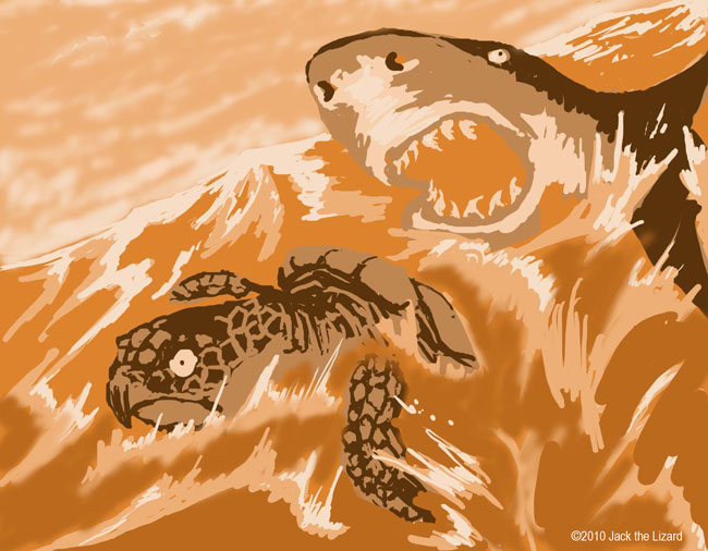 Sea Turtle and Shark