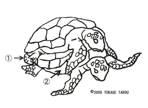 Turtles' mating