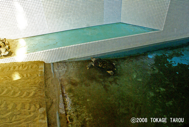 Nesting beach in Port of Nagoya Public Aquarium. Turtles come up to the beach from here.