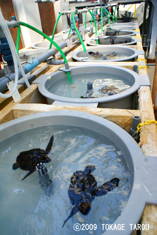 Turtle Breeding Research Centre in Port of Nagoya Public Aquarium