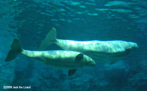 Beluga, Port of Nagoya Public Aquarium