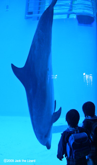 Bottlenose Dolphins, Port of Nagoya Public Aquarium