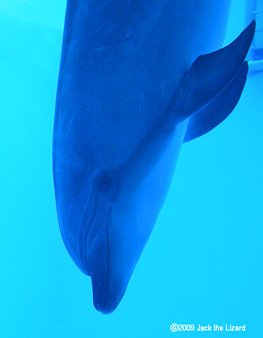 Bottlenose Dolphins, Port of Nagoya Public Aquarium