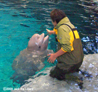 Beluga, Port of Nagoya Public Aquarium