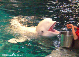 Beluga, Port of Nagoya Public Aquarium