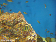 Kagokakidai and the pearl-spot chromis, Port of Nagoya Public Aquarium