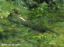 Mudskipper, Port of Nagoya Public Aquarium