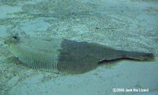 Stone flounder, Port of Nagoya Public Aquarium