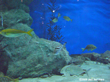 Tunnel Aquarium, Port of Nagoya Public Aquarium