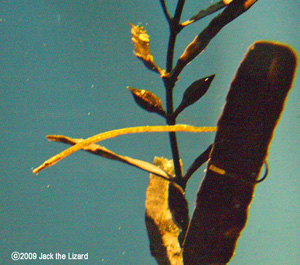 Seaweed pipefish, Port of Nagoya Public Aquarium