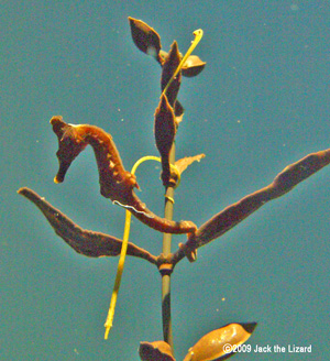 Seahorse, Port of Nagoya Public Aquarium