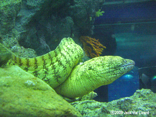 Gymnothorax berndti, Port of Nagoya Public Aquarium