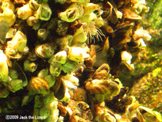 Barnacle, Port of Nagoya Public Aquarium