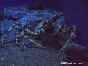Japanese spider crab, Port of Nagoya Public Aquarium