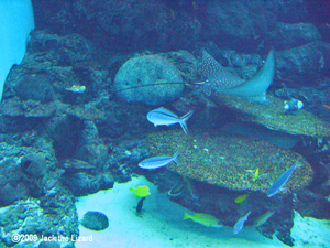 Blue-dash Fusilier and Spotted eagle ray, Port of Nagoya Public Aquarium