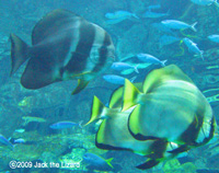 Batfish, Port of Nagoya Public Aquarium