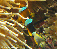 Clownfish, Port of Nagoya Public Aquarium