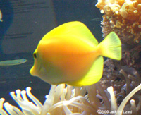 Yellow tang, Port of Nagoya Public Aquarium