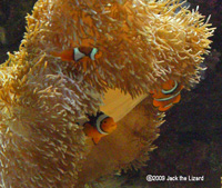 Bubble-tip anemone and Clownfish, Port of Nagoya Public Aquarium