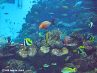 Under the sea Tunnel, Port of Nagoya Public Aquarium