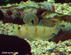 Randall's prawn-goby, Port of Nagoya Publick Aquarium