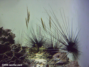 Striped Shrimpfish and Deadema setosum, Port of Nagoya Public Aquarium