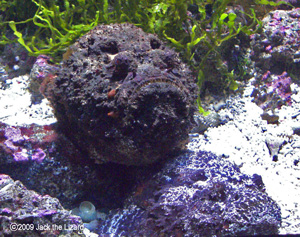 Reef stonefish, Port of Nagoya Public Aquarium