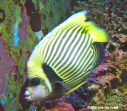 Emperor angelfish, Port of Nagoya Public Aquarium