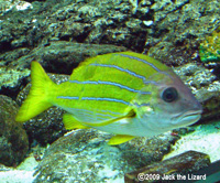 Snapper, Port of Nagoya Public Aquarium