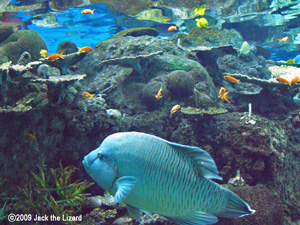 Humphead wrasse, Port of Nagoya Public Aquarium