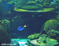 Blue tang, Port of Nagoya Public Aquarium
