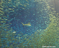 The Japanese pilchard and the scalloped hammerhead, Port of Nagoya Public Aquarium